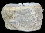 Fossil Shark Vertebra - Morocco #65229-2